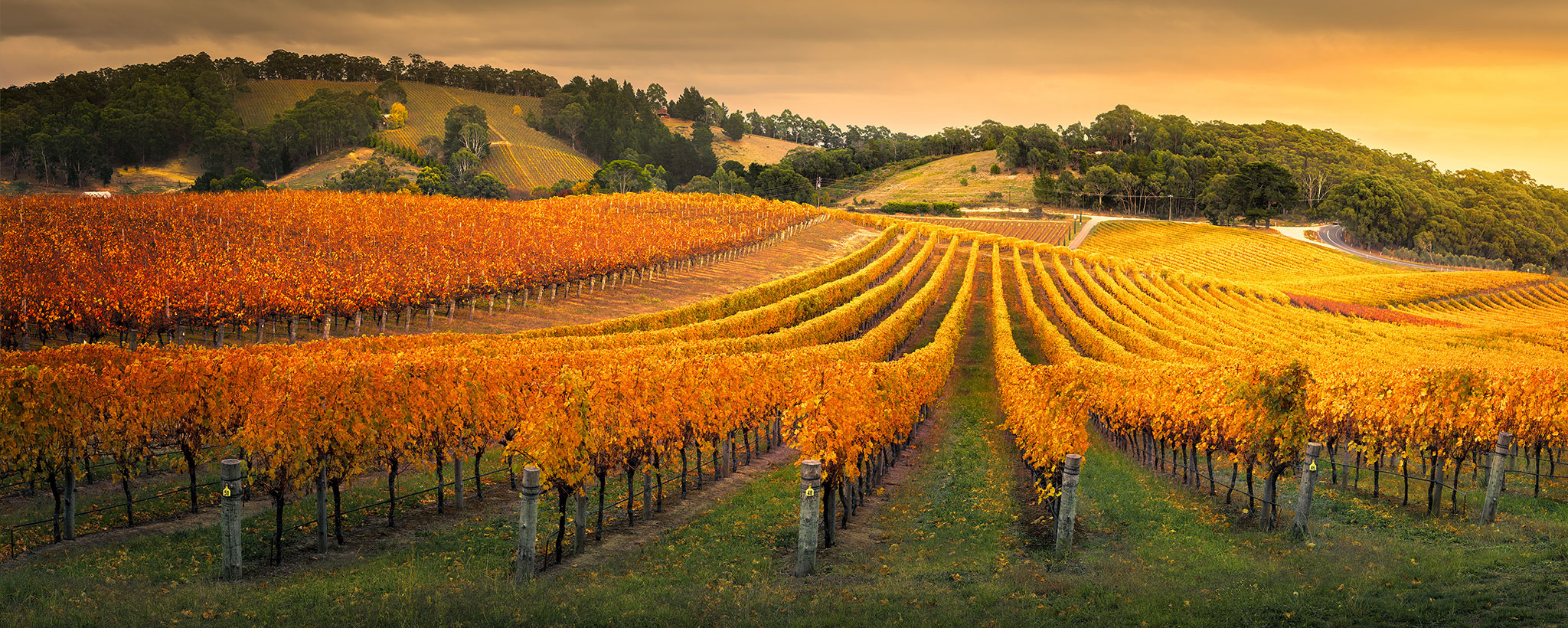 field of grapes for wine making