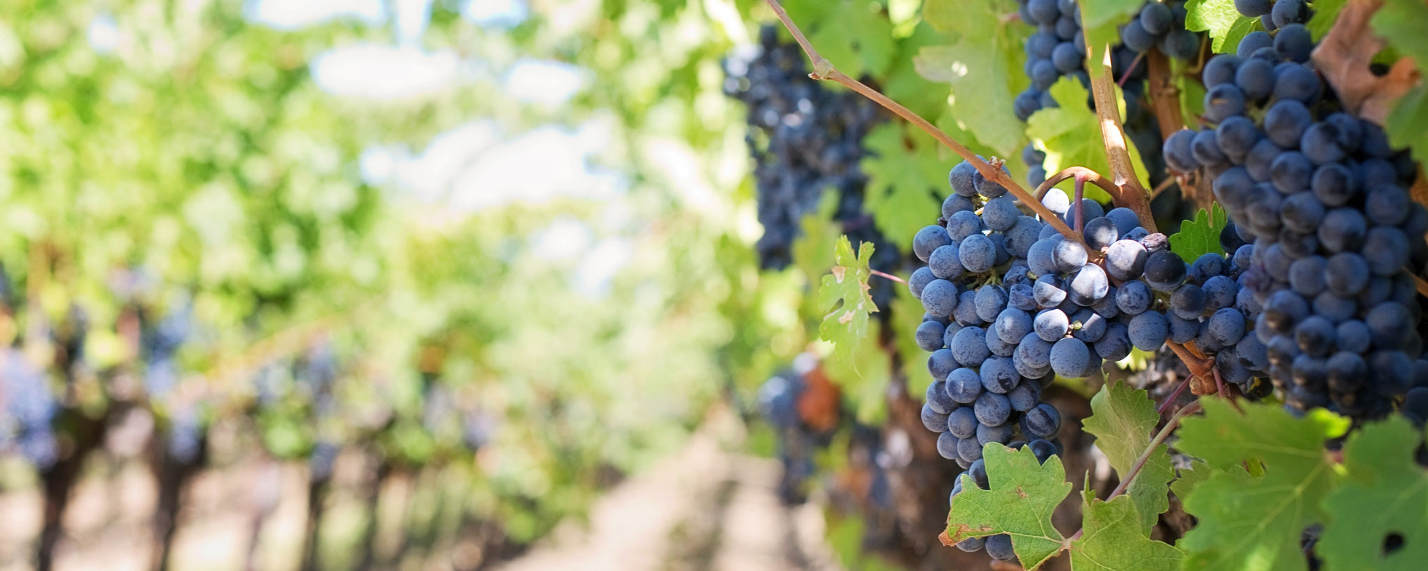 winery with red grapes on vine