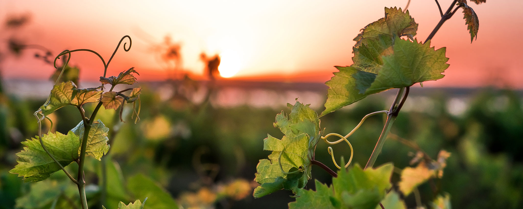 winery at sunset