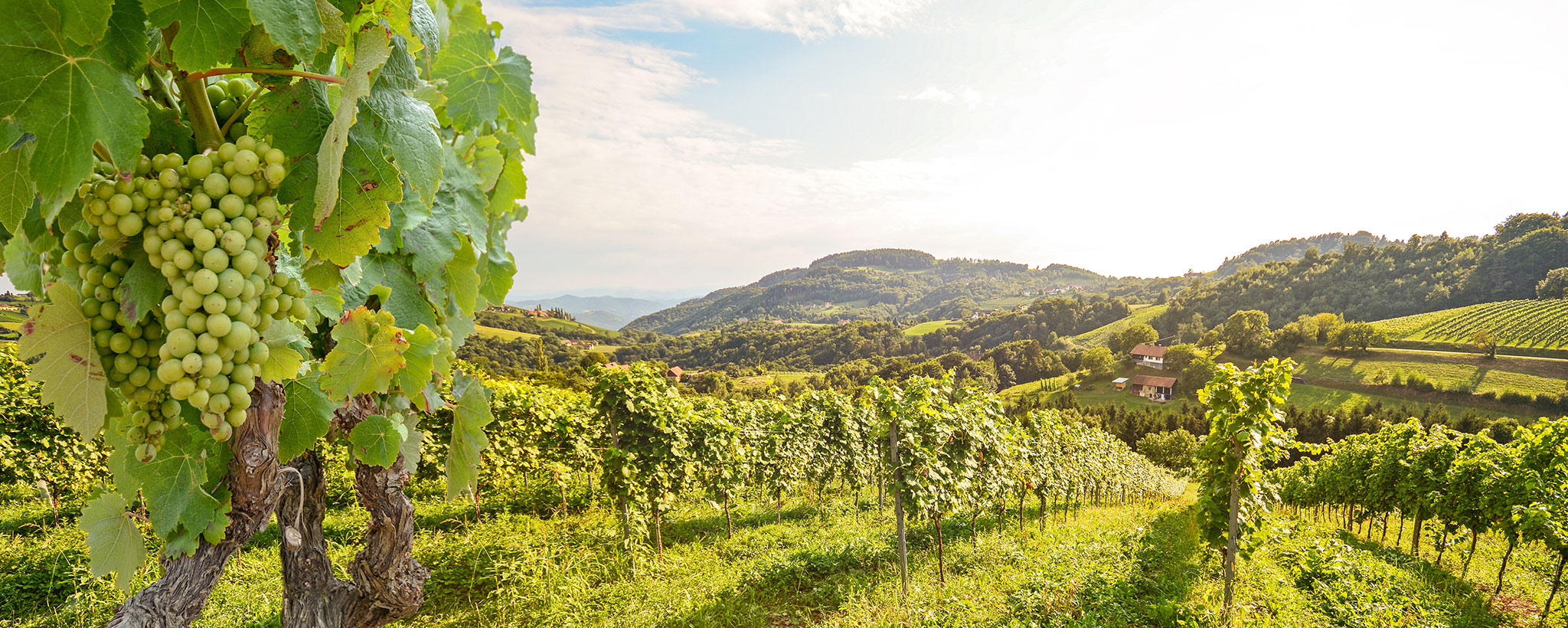 winery field with white grapes in focus